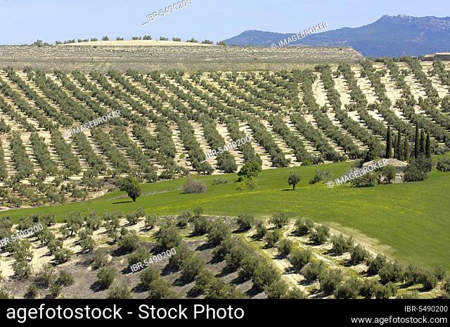 Olive plantation, Sierra de Cazorla, Segura y Las Villas National Park, Jaen, Andalusia, Spain, olive trees, olive grove, Europe