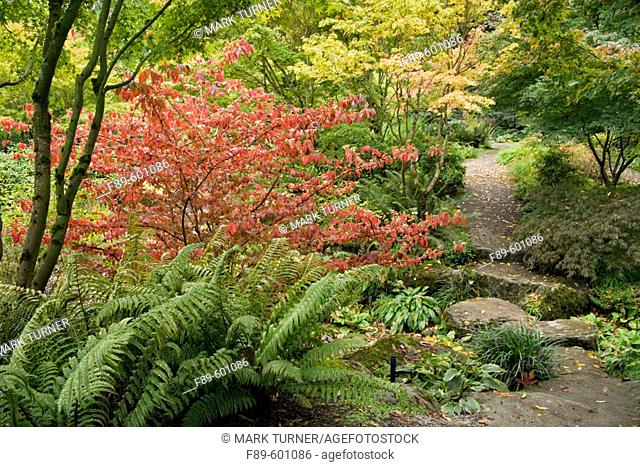 Redvein Enkianthus by gravel & stone path w/ Japanese Maples, Ferns (Enkianthus campanulatus; Acer palmatum). Bellevue Botanical Garden, WA
