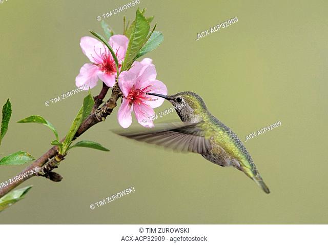 Female Anna's Hummingbird Calypte anna feeding on the nectar of a flower