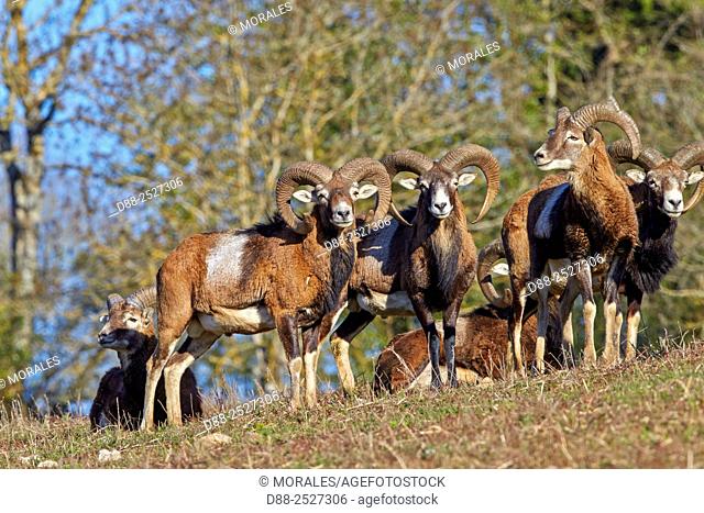 France, Haute Saone, Private park, Mouflon Rams Ovis ammon musimon, males