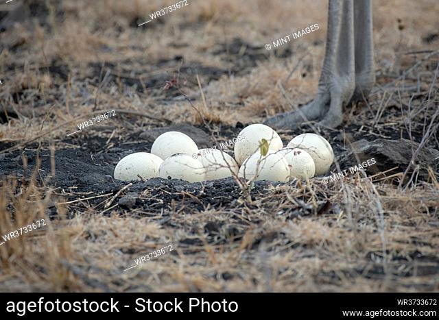 A nets full of ostrich eggs, Struthio camelus australis