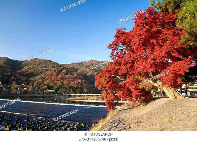 Red autumnal tree next to river and bridge. Togetsu-kyo, Arashiyama, Kyoto Prefecture, Japan