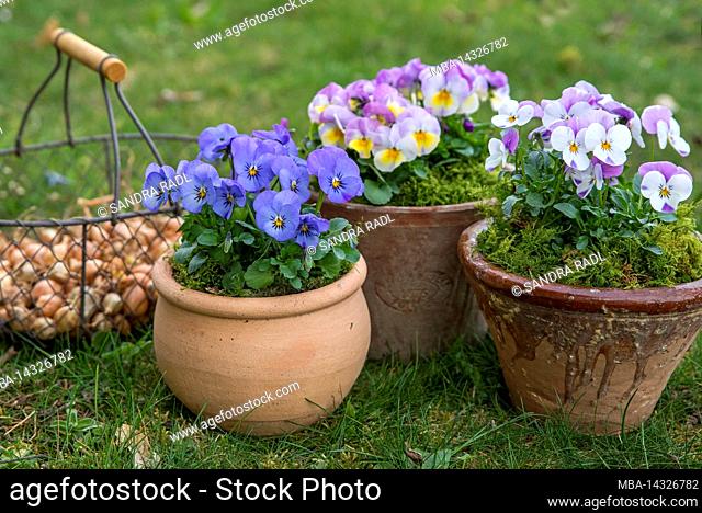 Pots with colorful horned violets (Viola cornuta) and basket with plug onions