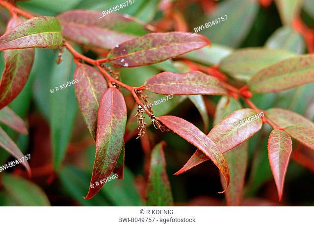 Drooping leucothoe, Rainbow Fetterbush Leucothoe fontanesiana, branch