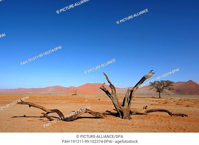 19 November 2019, Namibia, Sesriem: A dead tree stands in front of dunes in Namib-Naukluft National Park. Photo: Oliver Berg/dpa. - Sesriem/Namibia