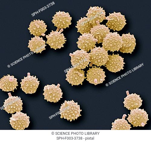 Puffball fungus spores, coloured scanning electron micrograph SEM. These are the reproductive cells of the fungus. Magnification: x3000 when printed at 10...