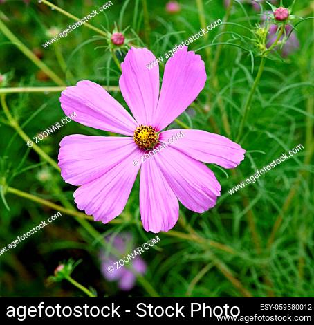 Kosmea, Cosmos bipinnatus ist eine schoene Sommerblume mit meist lila Blueten. Kosmea, Cosmos bipinnatus is a beautiful summer flower with mostly purple flowers