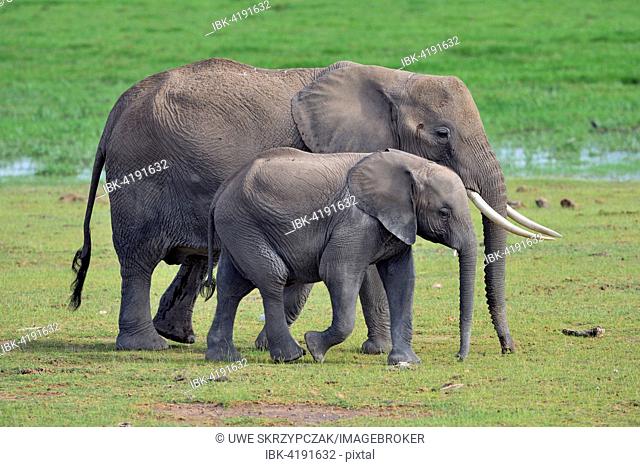 African bush elephant (Loxodonta africana), female, with young, crossing marshland, Amboseli National Park, Kenya