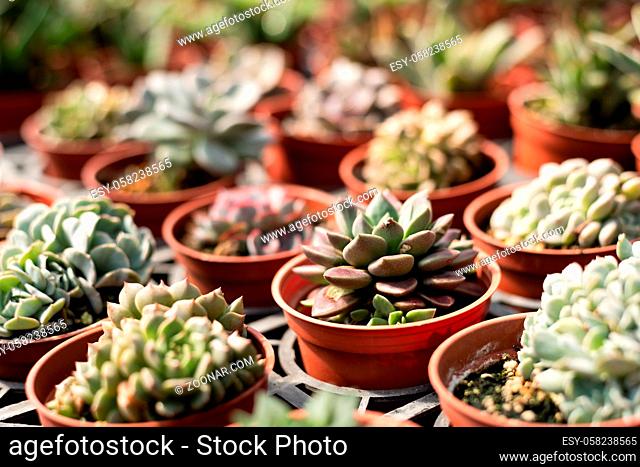 various fresh cactus in the flower pot at the farm