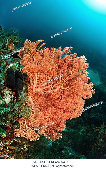 Giant Sea Fan, Melithaea, Alor, Lesser Sunda Islands, Indo-Pacific, Indonesia