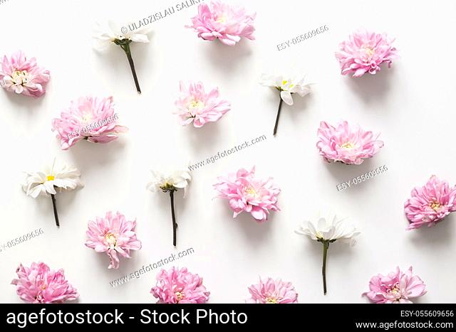 Chrysanthemum pattern spring background, pure concept, fancy color. Flat lay, topview isolated on white