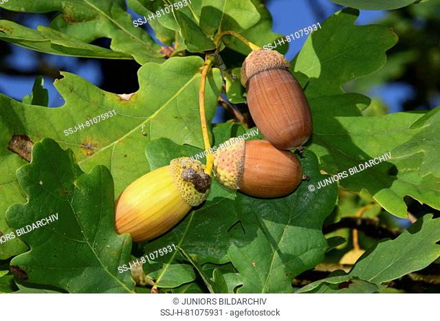 Common Oak, English Oak (Quercus robur). Acorn on a twig in autumn. Germany