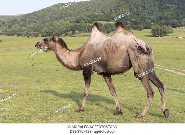 China, Inner Mongolia, Hebei Province, Zhangjiakou, Bashang Grassland, Bactrian camel (Camelus bactrianus), walking