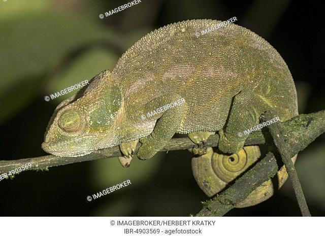 Parson's chameleon (Calumma parsonii) with closed eyes, Andasibe-mantadia national park, Madagascar, Africa