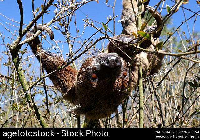 PRODUCTION - 12 April 2023, Mecklenburg-Western Pomerania, Marlow: Sloth Pauli hangs between branches in the bird park. The bird park started the new season in...
