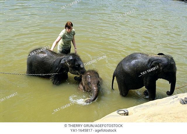 Young asian elephants elephas maximus in Maha Oya river, Pinnawela Orphanage, Kegalle near Kandy, Sri Lanka
