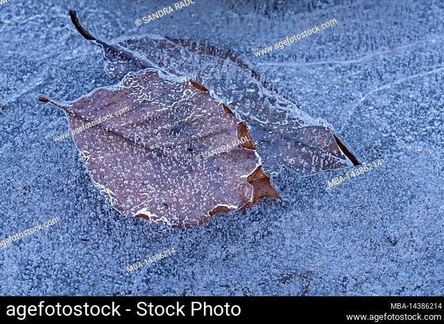 leaves and air bubbles frozen in ice, Germany, Hesse