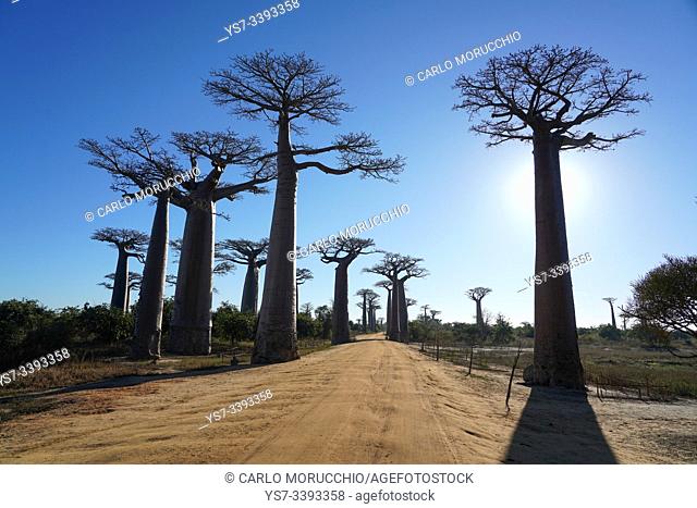 Allée des Baobabs, Avenue of the Baobabs, Morondava, Menabe region, Western Madagascar
