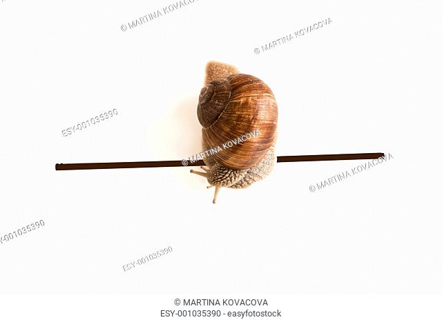 Snail finishing the race