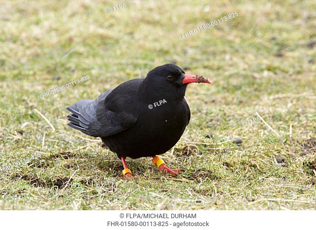 Red-billed Chough (Pyrrhocorax pyrrhocorax) adult, with coloured leg rings, foraging on ground, Ardnave, Islay, Inner Hebrides, Scotland, March