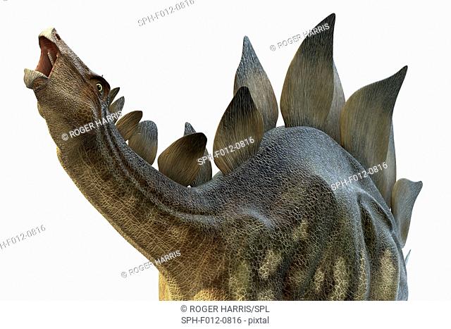 Stegosaur dinosaur, illustration