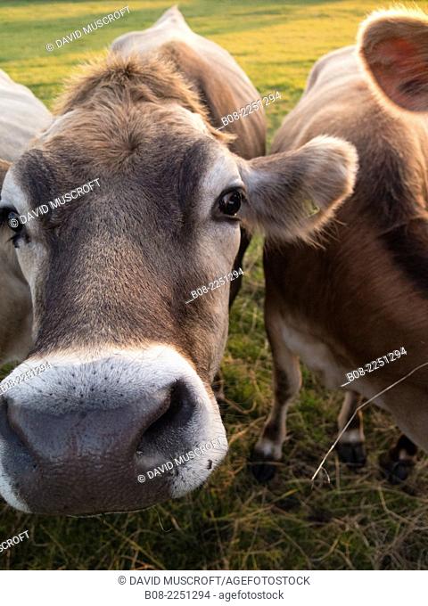 cows, derbyshire, uk