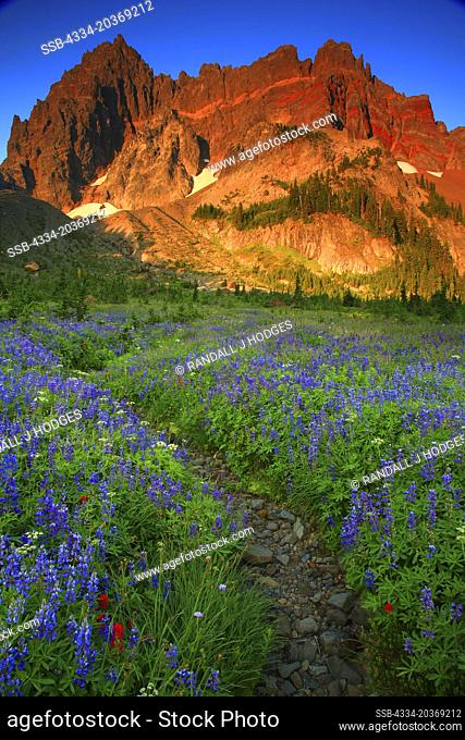 Sunrise On Three Fingered Jack And Wildflowers From Canyon Creek Meadows In The Mt Jefferson Wilderness of Oregon