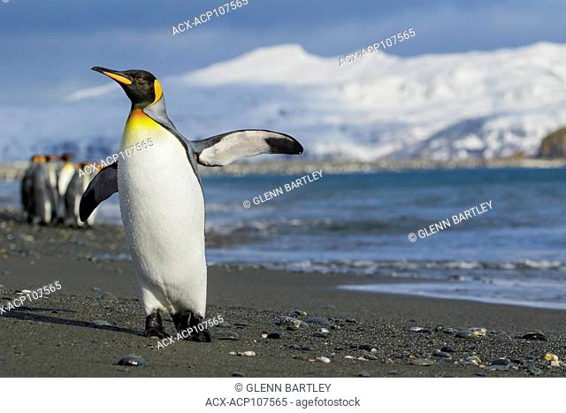 King Penguin (Aptenodytes patagonicus) perched on a rocky beach on South Georgia Island