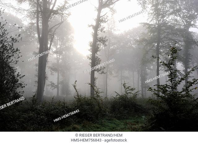 France, Seine Maritime, forest in the mist around Saint Martin de Boscherville