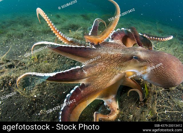 2 large Coconut Octopus, Amphioctopus marginatus, fighting eachother in a territorial dispute, Lembeh Strait, Sulawesi, Indonesia