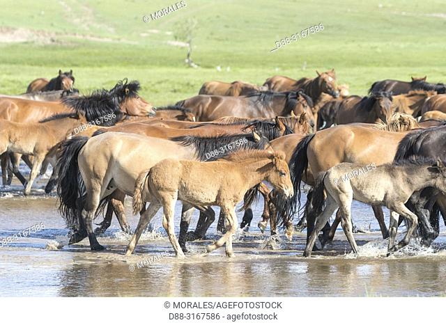 China, Inner Mongolia, Hebei Province, Zhangjiakou, Bashang Grassland, horses, a group in the water