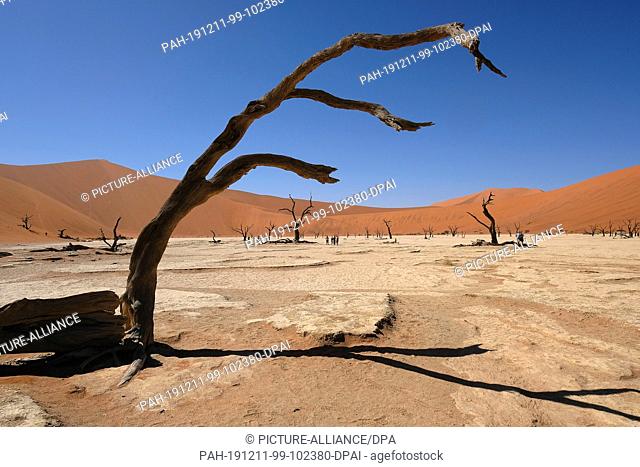 19 November 2019, Namibia, Sesriem: A dead tree stands in Deadvlei in front of dunes in Namib-Naukluft National Park. Photo: Oliver Berg/dpa