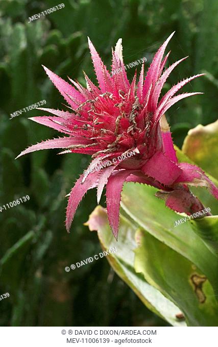 Aechmea fasciata - bromeliad family, native of Brazil Probably the best known of the species - Slow growing and prefers shade - Often grown as a houseplant -...