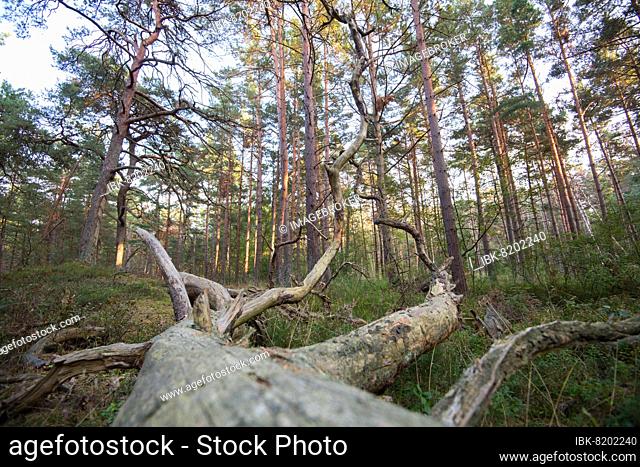 Lying deadwood in the National Park, nesting place for countless insects and feeding place for birds, Vorpommersche Boddenlandschaft National Park