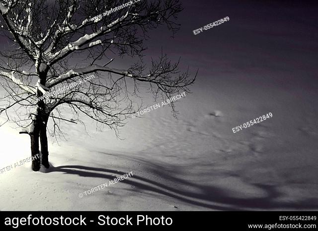 tree, winter, snow