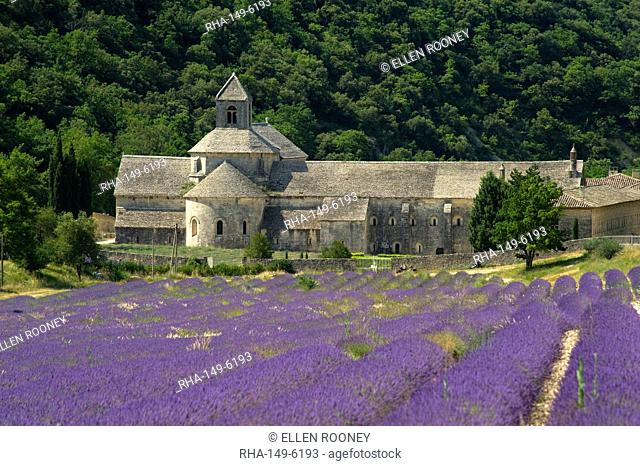 The Abbey de Senanque, a Cistercian abbey surrounded by fields of lavender, Vaucluse, Provence, France, Europe