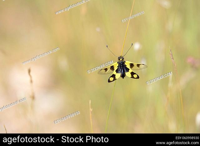 Oestliches Schmetterlingshaft, Libelloides macaronius, Ascalaphid Owlfly from Croatia