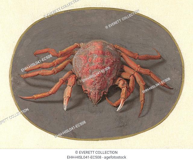 Crab, by Jan Augustin van der Goes, 1690-1700, Dutch painting, gouache on parchment. (BSLOC-2016-1-257)