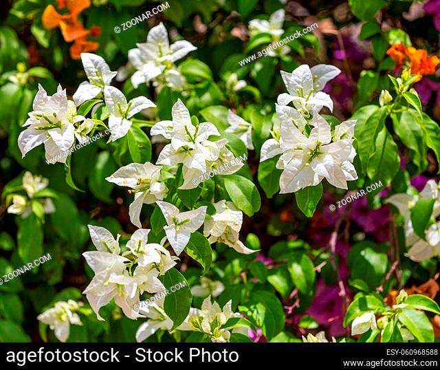 beautiful tropical exotic Bougainvillea flower blooming in the garden, Ethiopia nature, Africa
