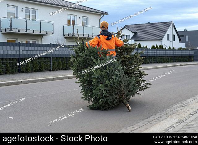15 January 2020, Saxony-Anhalt, Magdeburg: Ronny Scheer (36), employee of the waste management company in Magdeburg, pulls two Christmas trees behind him