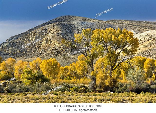Fall colors on trees in front of hill, Fremont County, Wyoming