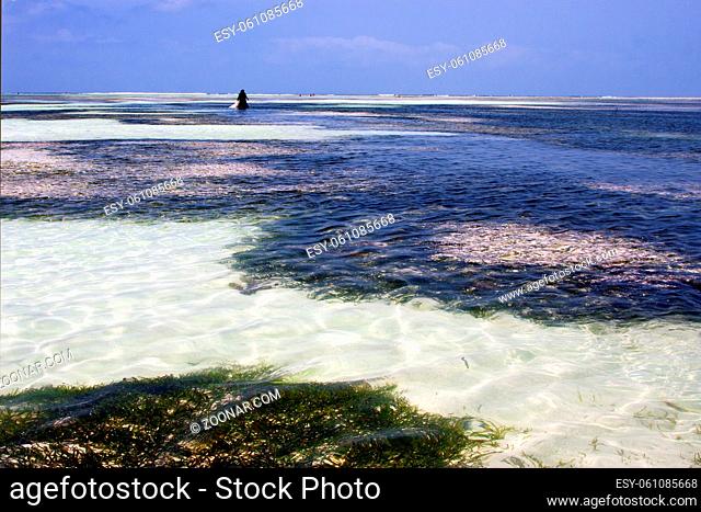 people and seaweed in the blue lagoon relax of zanzibar africa