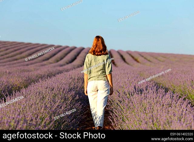 Back view of a lady walking through a lavender field