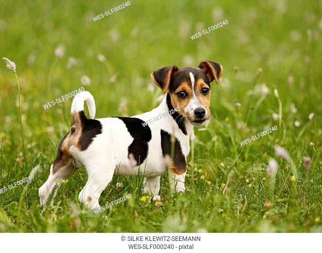 Germany, Baden-Wuerttemberg, Jack Russel Terrier puppy standing on meadow