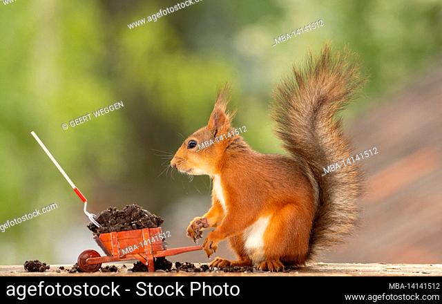 red squirrel is standing with wheelbarrow filled with sand