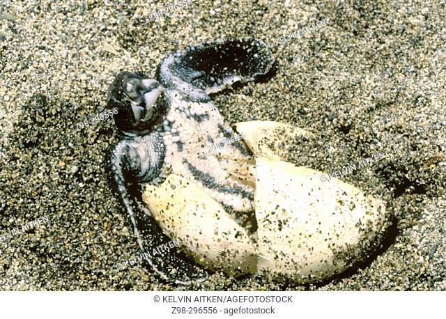 Leatherback turtle (Dermochelys coriacea) hatchling emerging from egg. Tropical all oceans