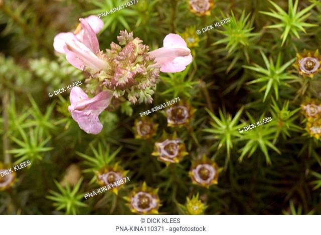 Lousewort Pedicularis sylvatica - The Netherlands, Holland, Europe