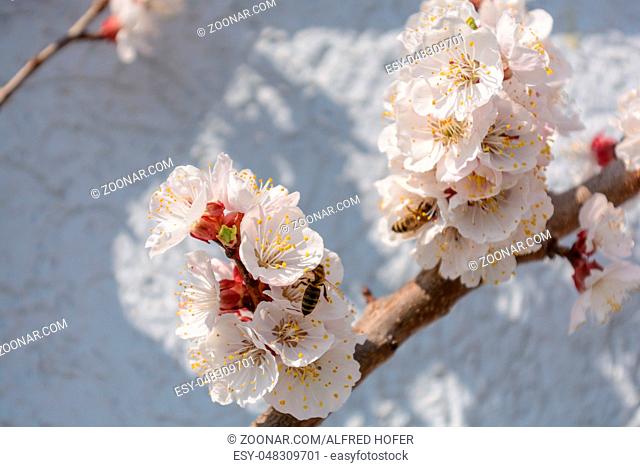 fleissige Honigbienen bestäuben einen Marillenbaum - Nahaufnahme