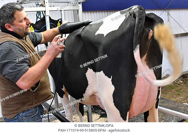 Farmer Hinrich Henke blowdries a cow in Schoenwalde-Glien, Germany, 19 October 2017. The annual meeting of Cattle Breeding Association Berlin-Brandenburg will...