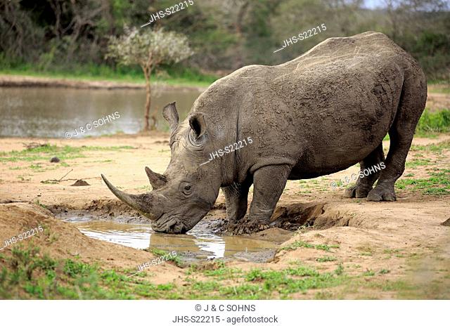White Rhinoceros, Square-Lipped Rhinoceros, (Ceratotherium simum), adult at waterhole drinking, Hluhluwe Umfolozi Nationalpark, Hluhluwe iMfolozi Nationalpark